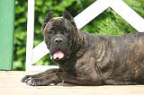 CANE CORSO 1456